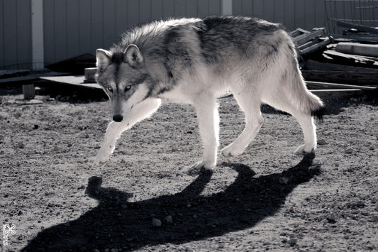 Wolf 06