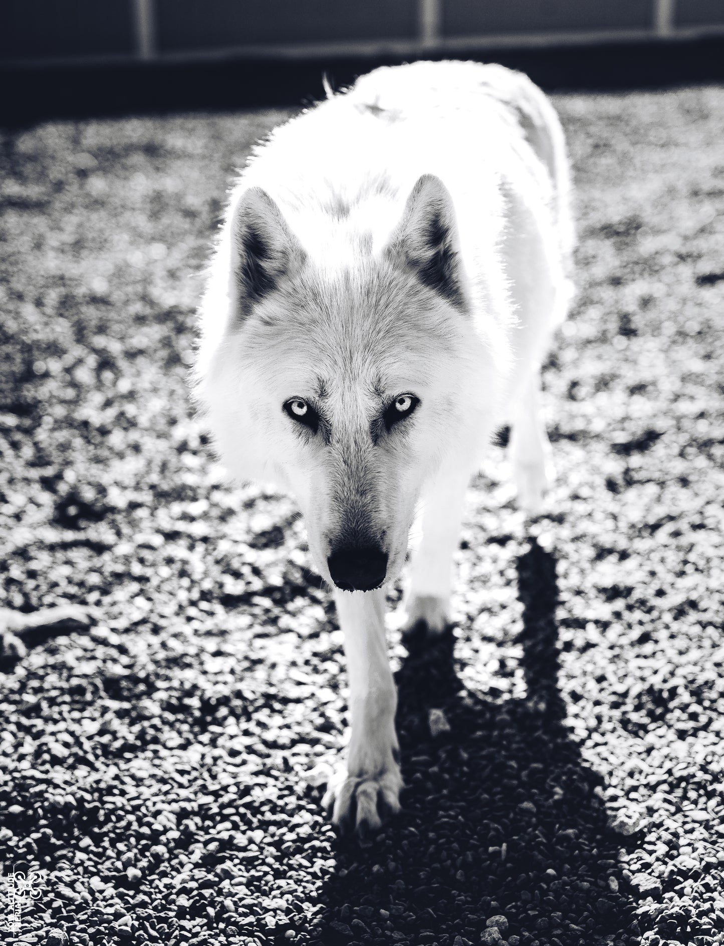 Wolf 02