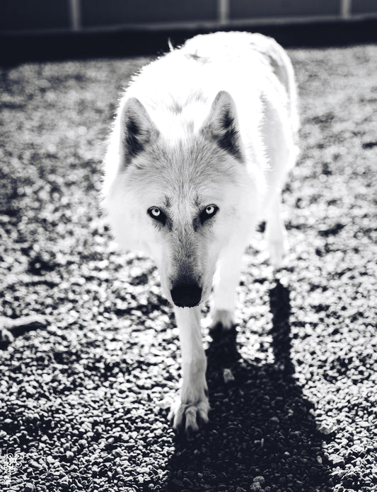 Wolf 02