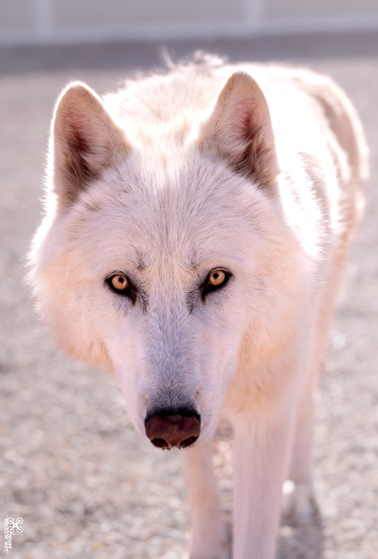 Wolf 03